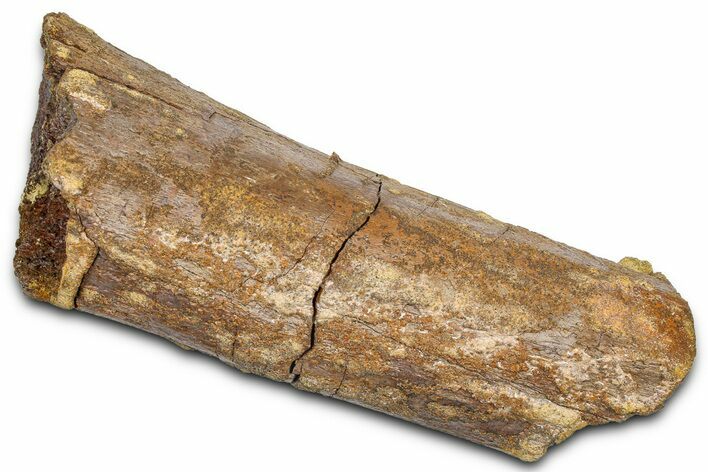 Fossil Dinosaur Appendage Bone Section - Wyoming #381169